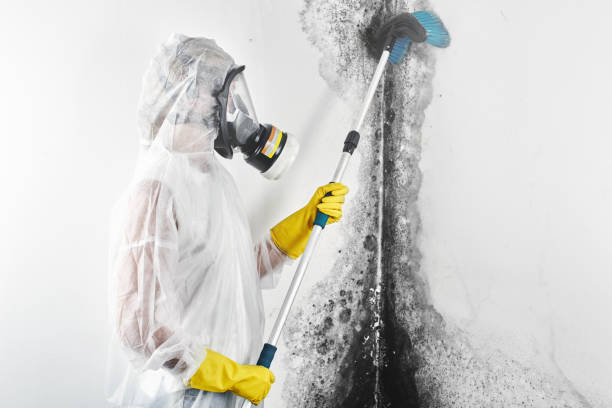 Best Mold Odor Removal Services  in Weber City, VA